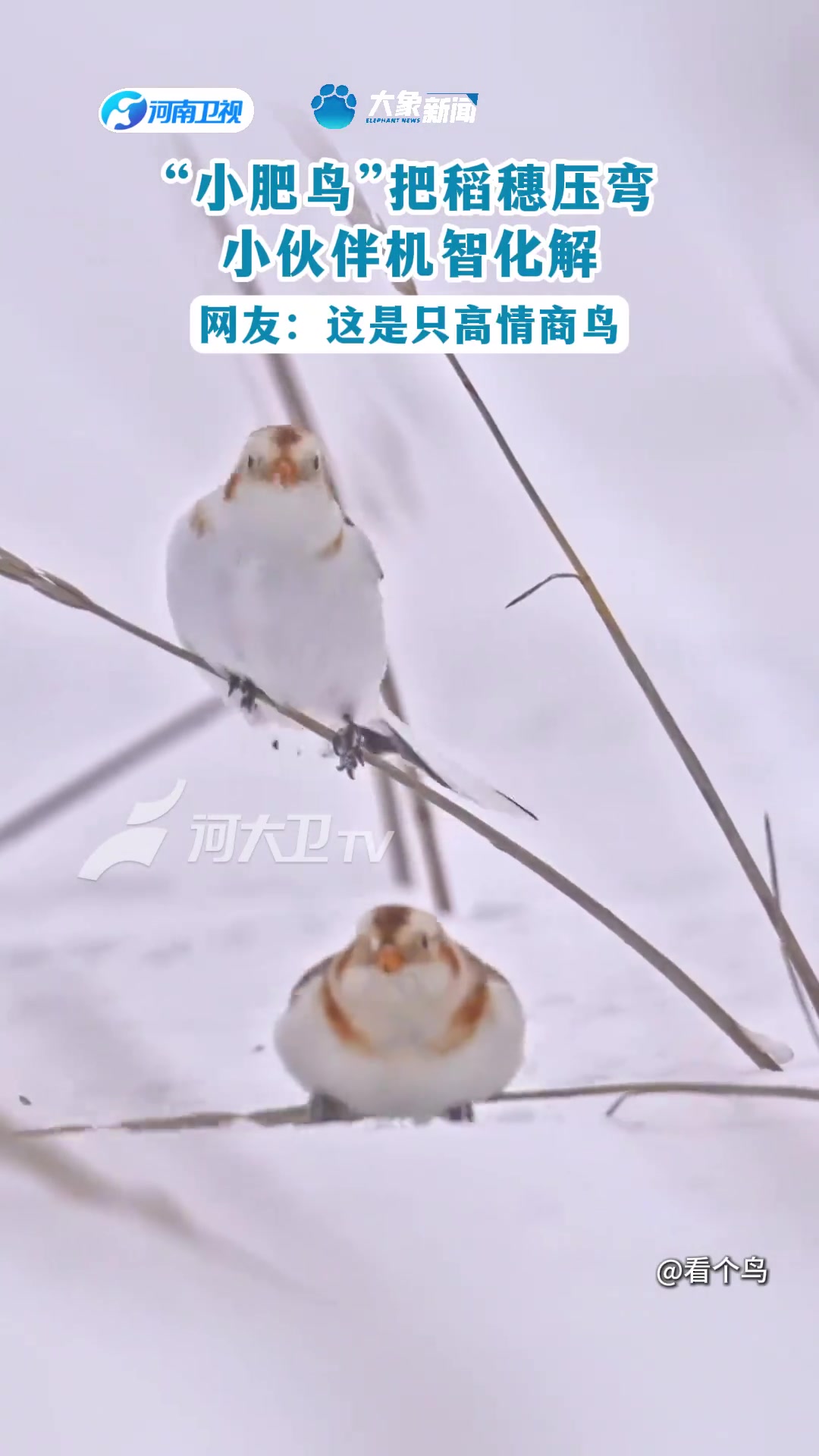 “小肥鸟”把稻穗压弯小伙伴机智化解网友：这是只高情商鸟