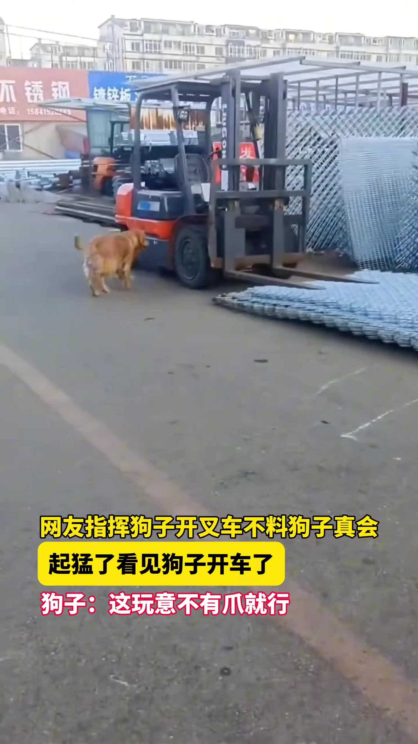 起猛了，看到狗子开叉车了！