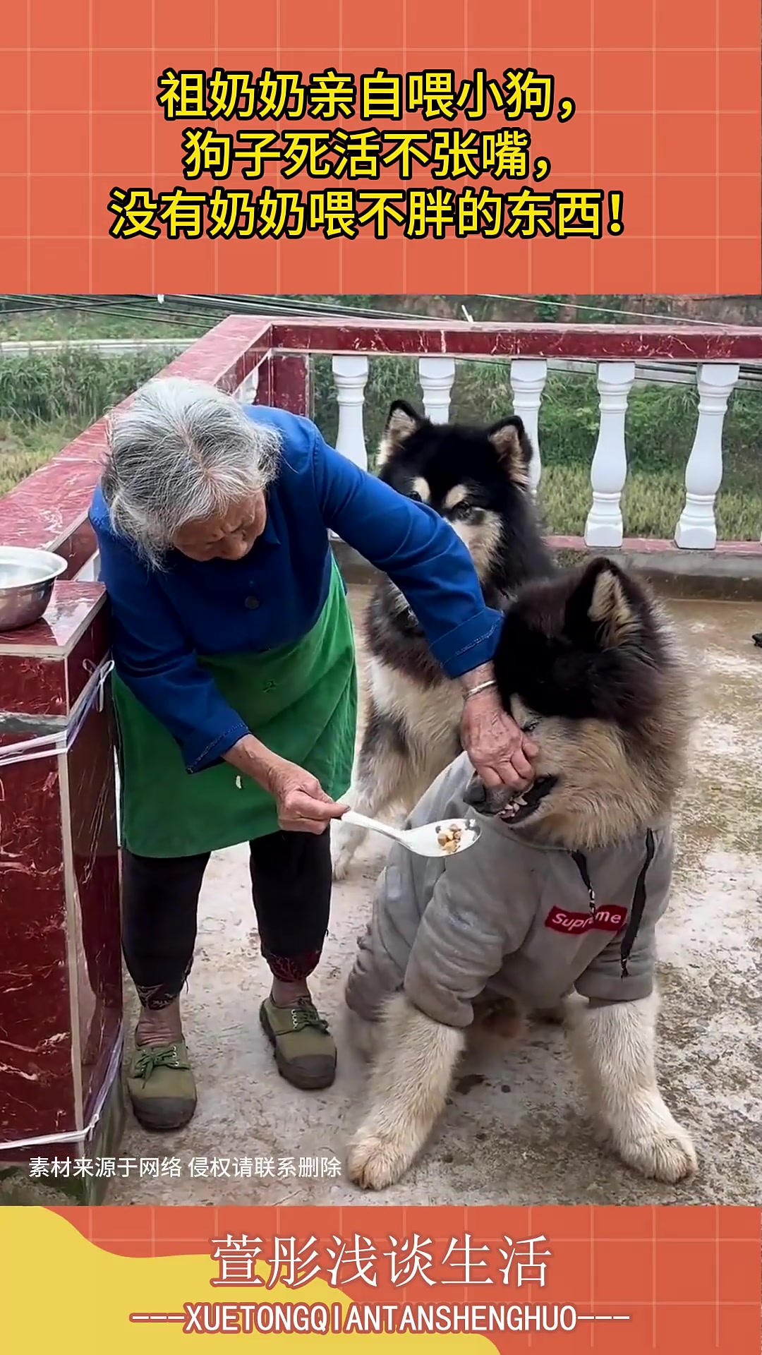 祖奶奶喂小狗，狗子不张嘴，没奶奶喂不胖的东西