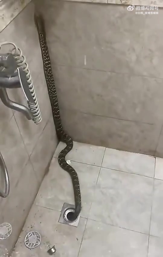最担心的事：男子洗澡时浴室地漏钻出一条蛇