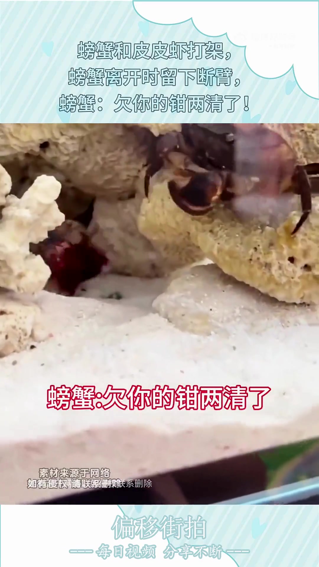 螃蟹和皮皮虾打架，螃蟹离开时留下断臂，螃蟹：欠你的钳两清了！