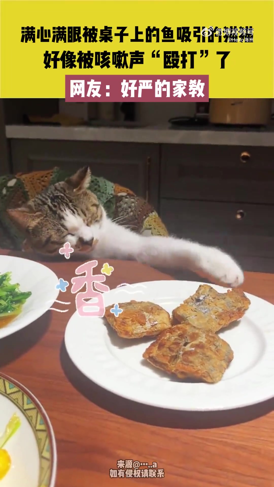 满眼被桌子上的鱼吸引的猫猫，好像被咳嗽声“殴打”了