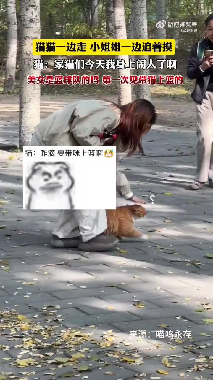 猫猫一边走，小姐姐一边追着摸