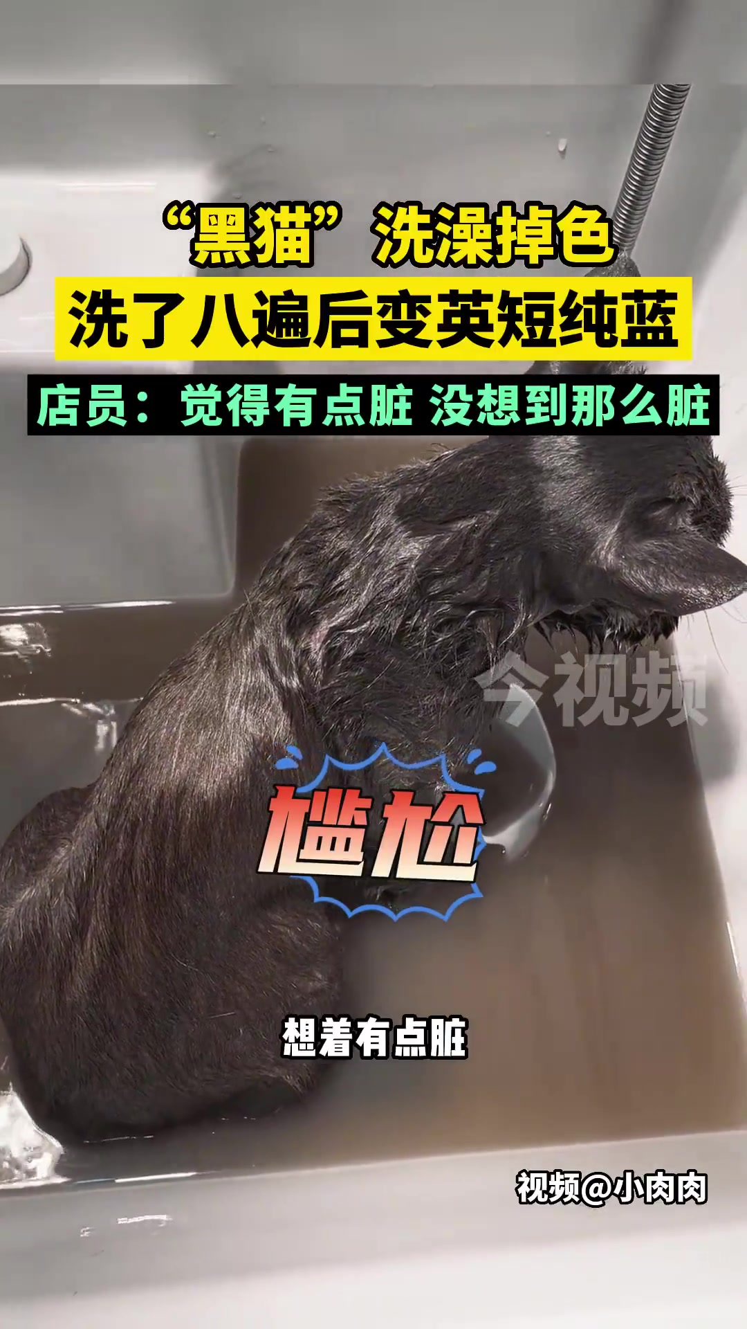 “黑猫”洗澡掉色，洗了八遍后变英短纯蓝