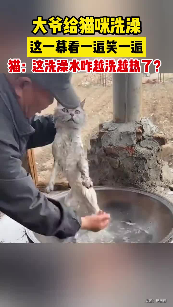 大爷给猫咪洗澡，这一幕看一遍笑一遍！