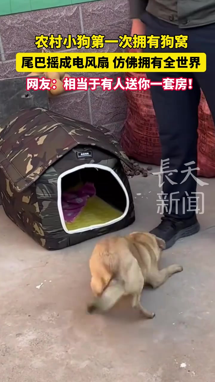 农村小狗第一次拥有狗窝尾巴摇成电风扇仿佛拥有全世界