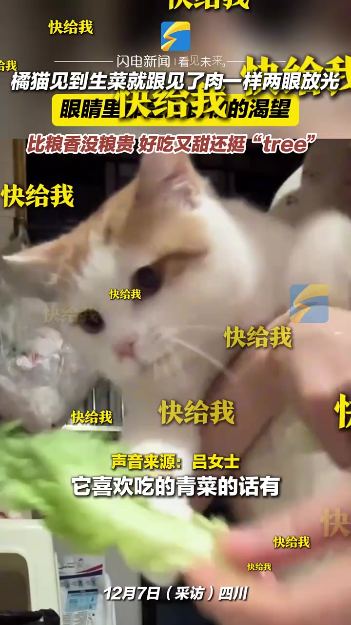 橘猫见到生菜就跟见了肉一样两眼放光，眼睛里都是对食物的渴望