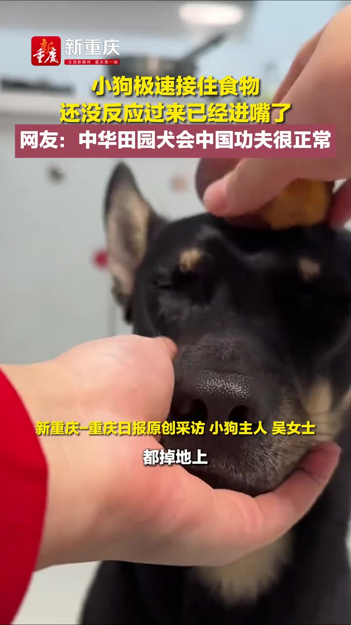 小狗极速接住食物还没反应过来已经进嘴了
