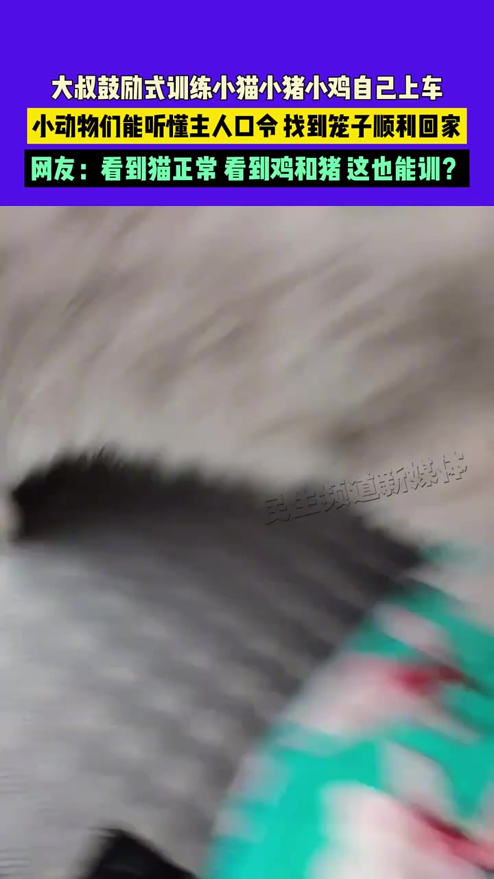 大叔鼓励式训练小猫小猪小鸡自己上车，小动物们能听懂主人口令