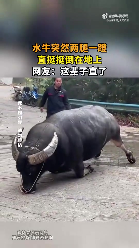 水牛突然两腿一蹬，直挺挺倒在地上！被电了吗