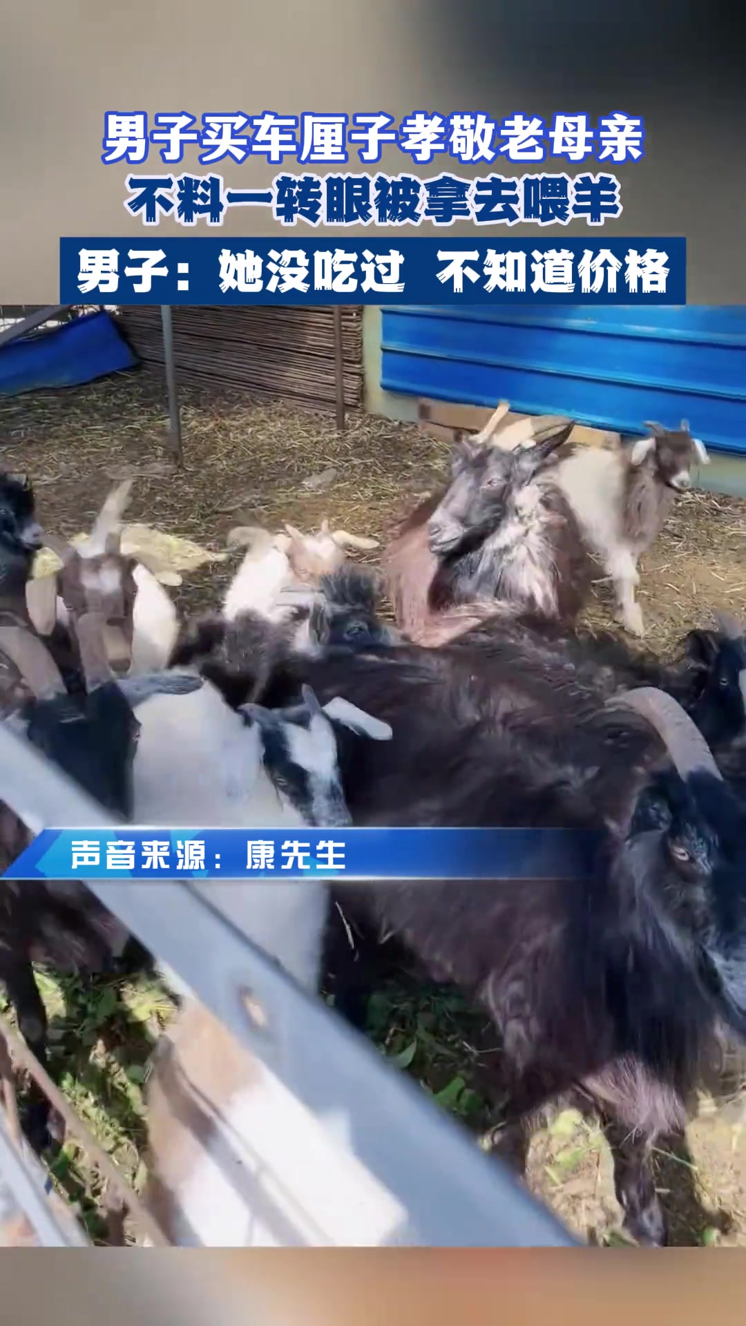 男子买车厘子孝敬母亲，不料母亲拿去喂羊