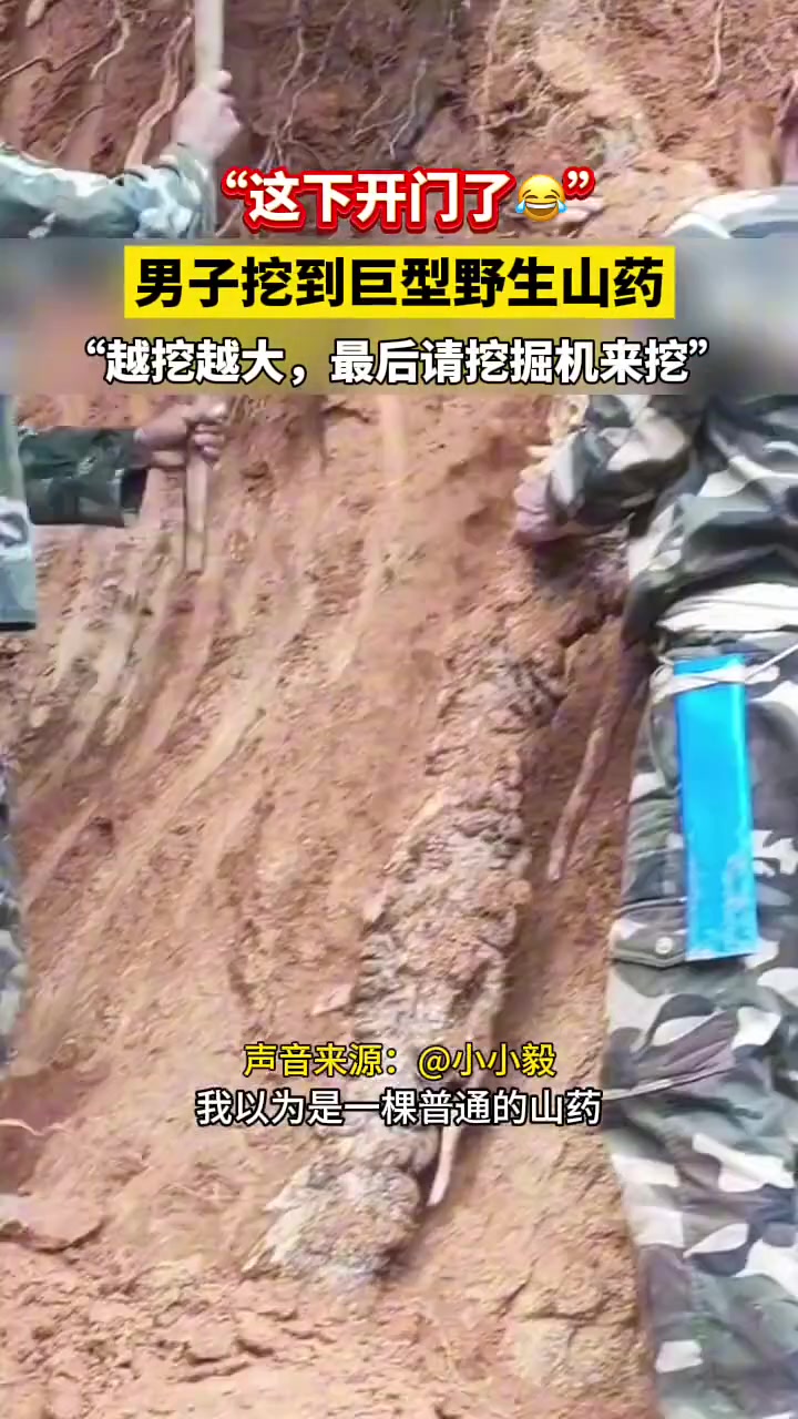 都快成精了，你给挖出来了