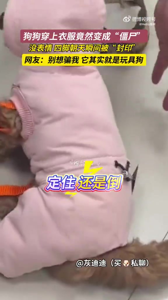 狗狗穿上衣服竟然变成“僵尸”，没表情四脚朝天瞬问被“封印”