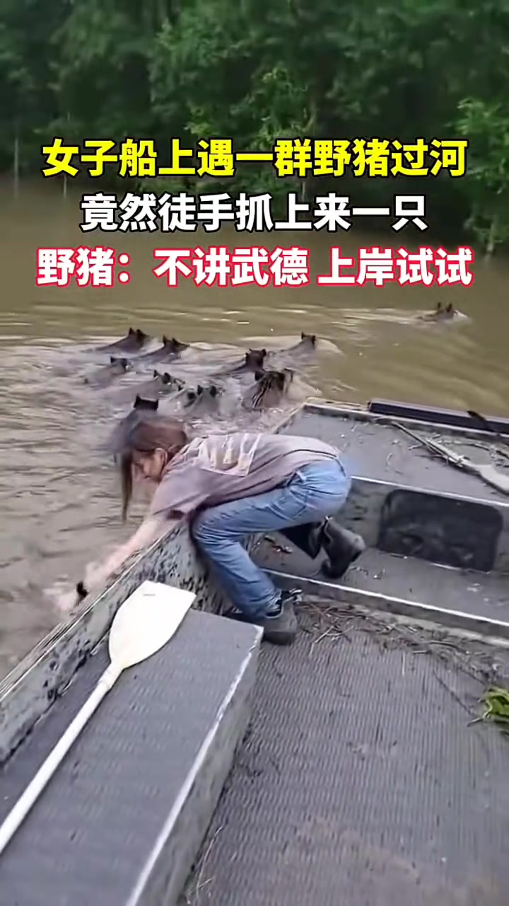 女子船上遇一群野猪过河，竟然徒手抓上来一只！