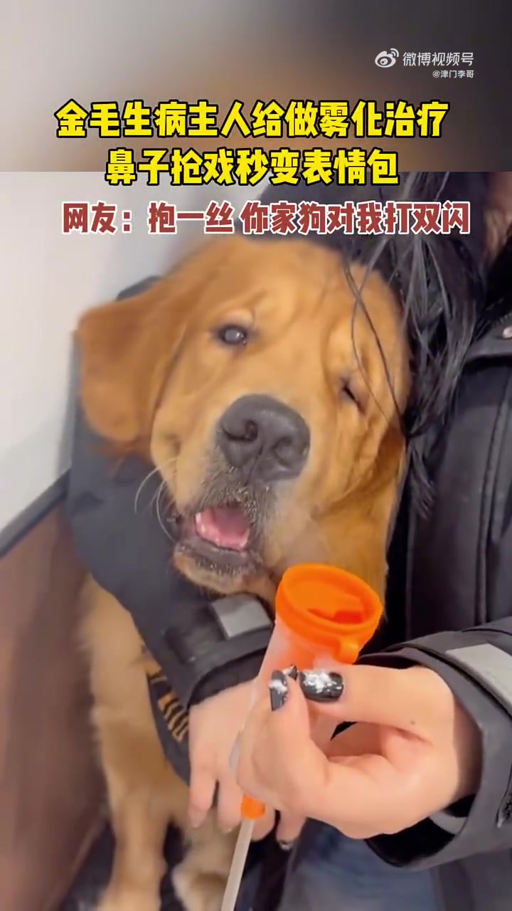 一闪一闪亮晶晶！金毛生病主人给做雾化治疗！