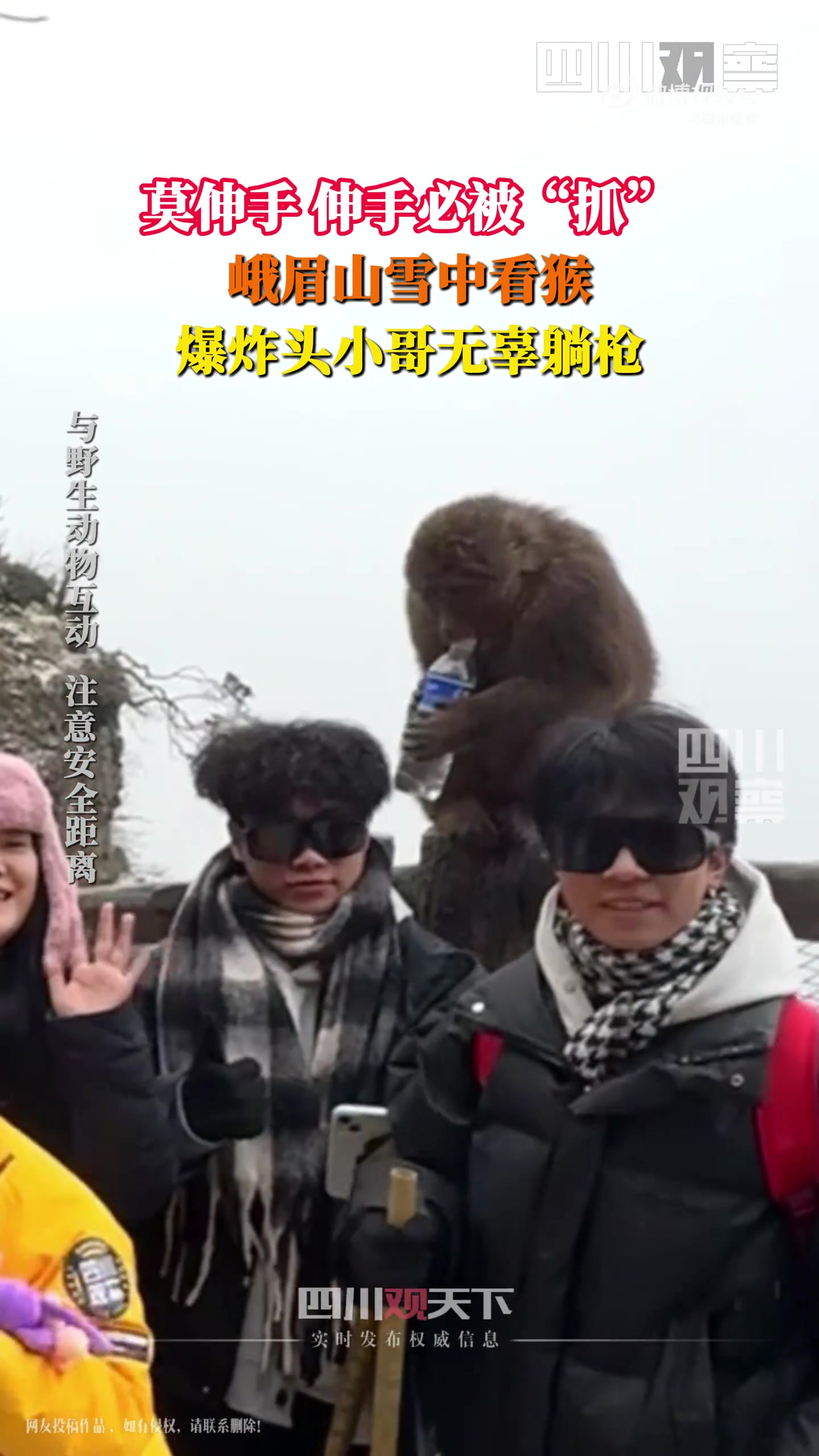 爆炸头小哥雪中看猴和“蓬松猴哥”