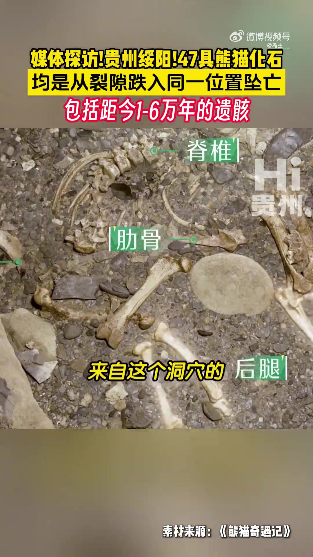 原来贵州也有大熊猫贵州绥阳发现47具熊猫化石！