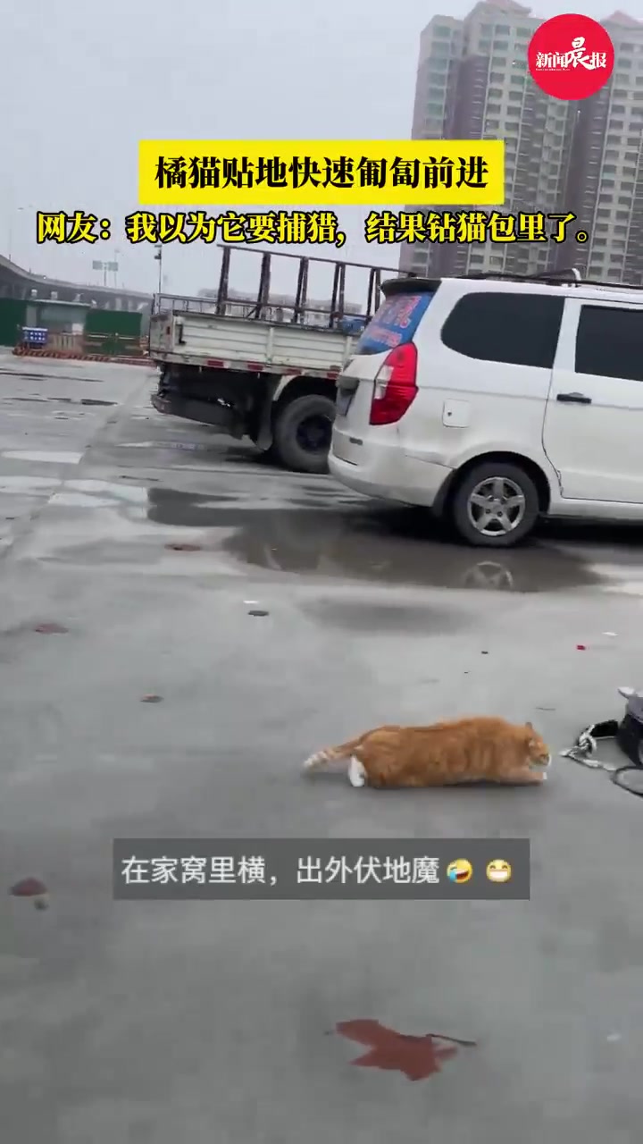 屋内横着走，屋外怂成狗！