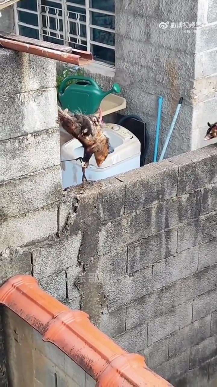 看吧不管什么动物，生了娃都得自己带