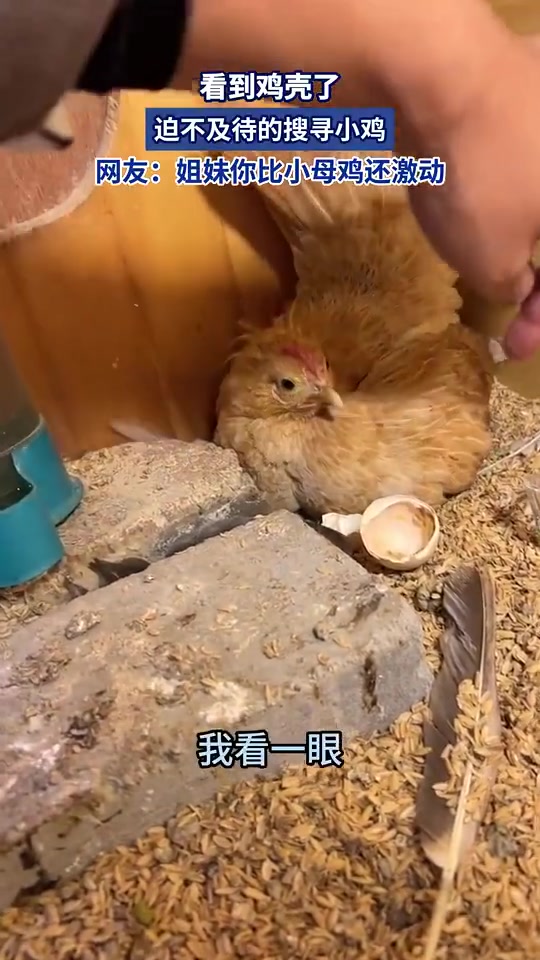 这个鸡妈妈情绪这么稳定吗