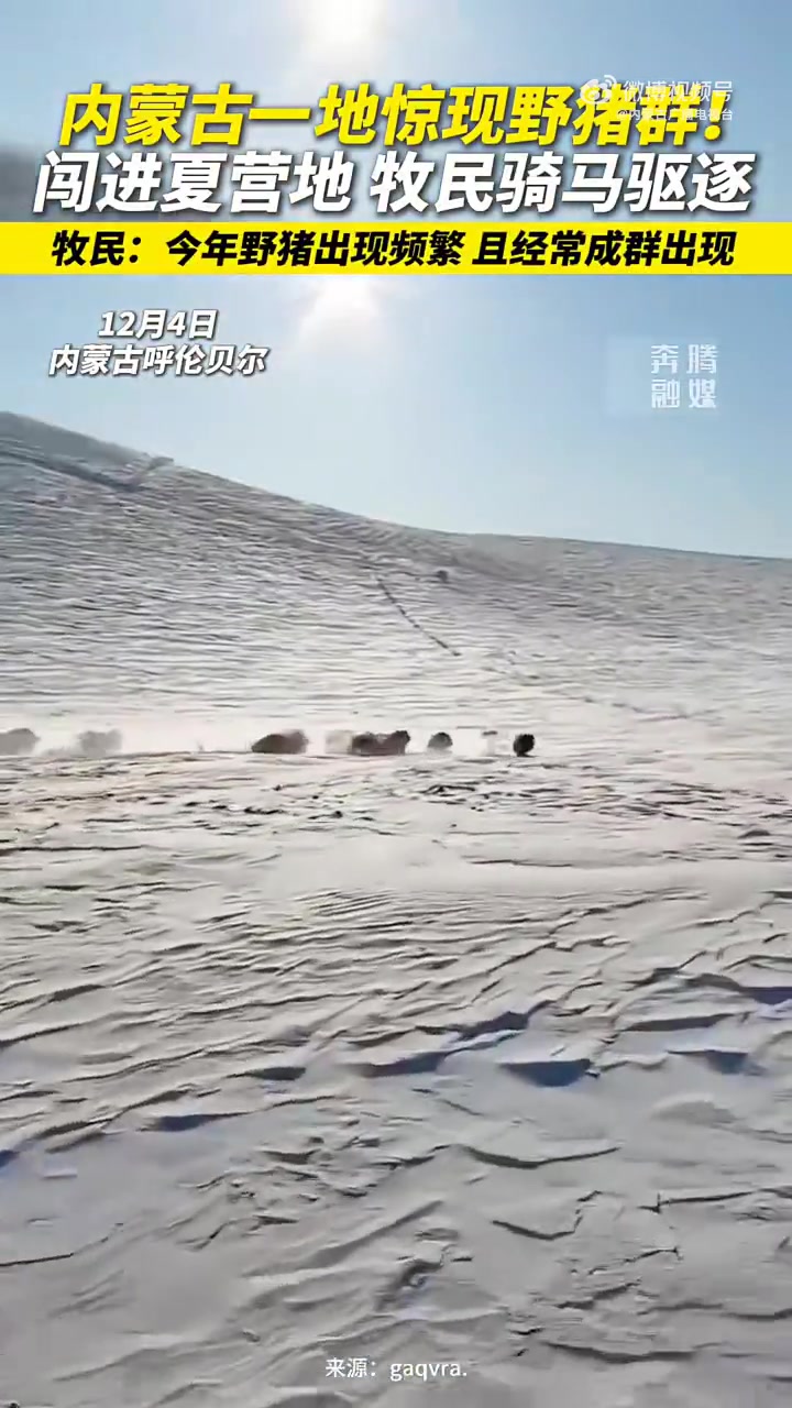 内蒙古呼伦贝尔市惊现野猪群成群结队闯进夏营地，牧民们骑马驱逐