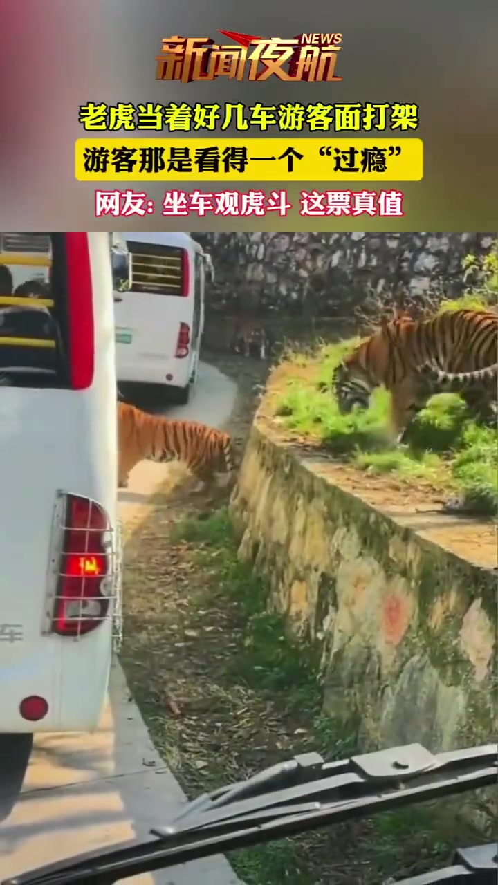 老虎在游客面前争斗，坐在车上观看这场虎斗，真是刺激