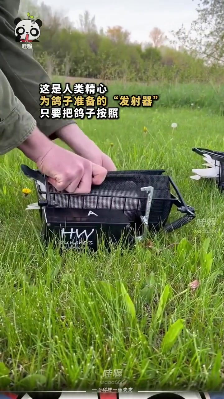 鸽子：我到底是怎么起飞的