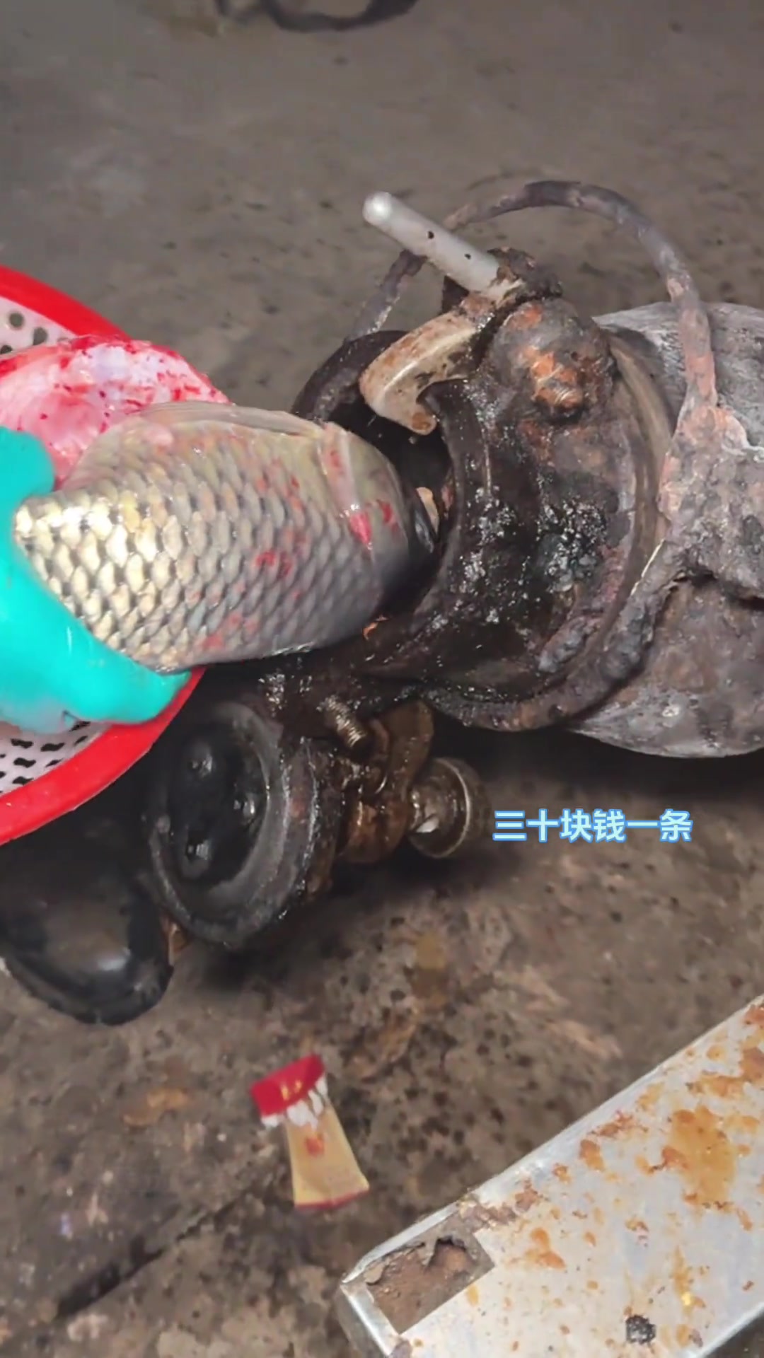 山东街头水果蹦鱼，真是白瞎一条大肥鱼