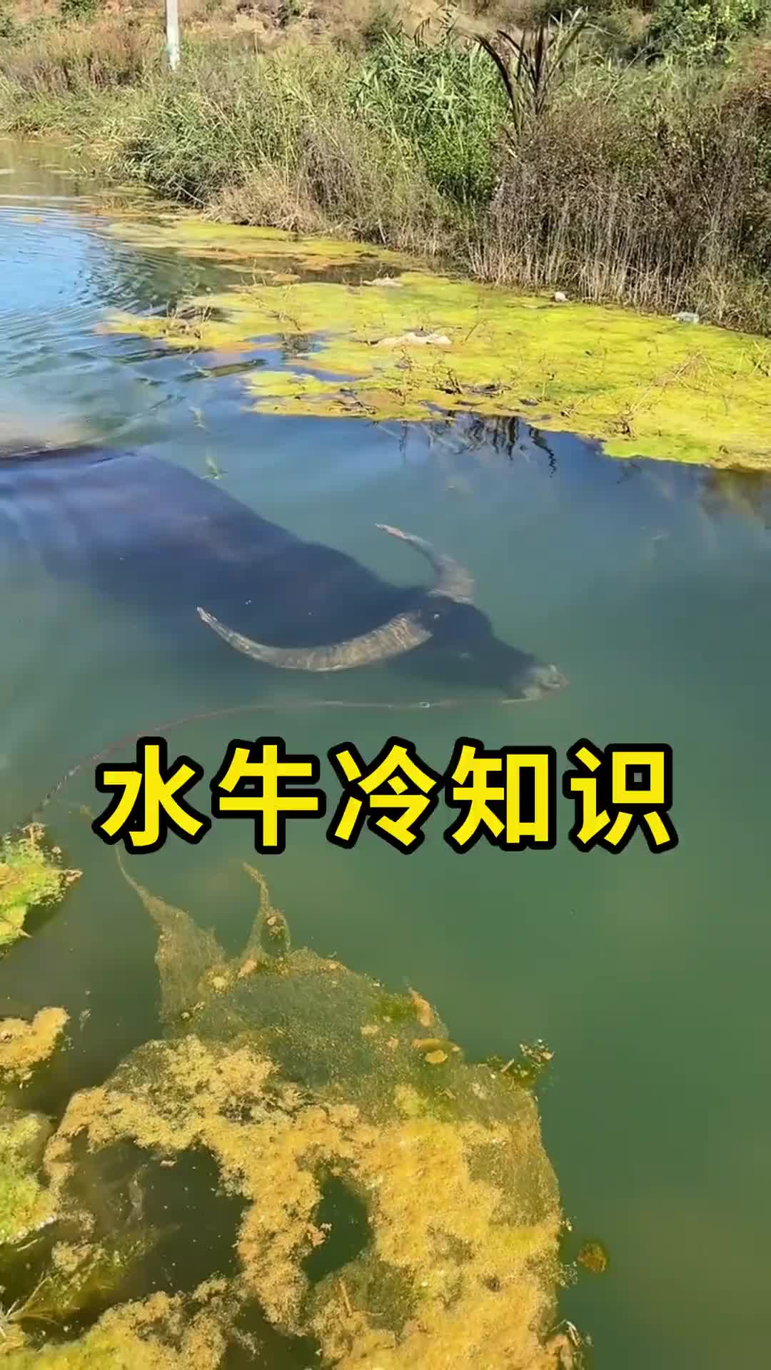 牛吃草的时候会忽然的停顿一下这种情况叫做牛顿！！