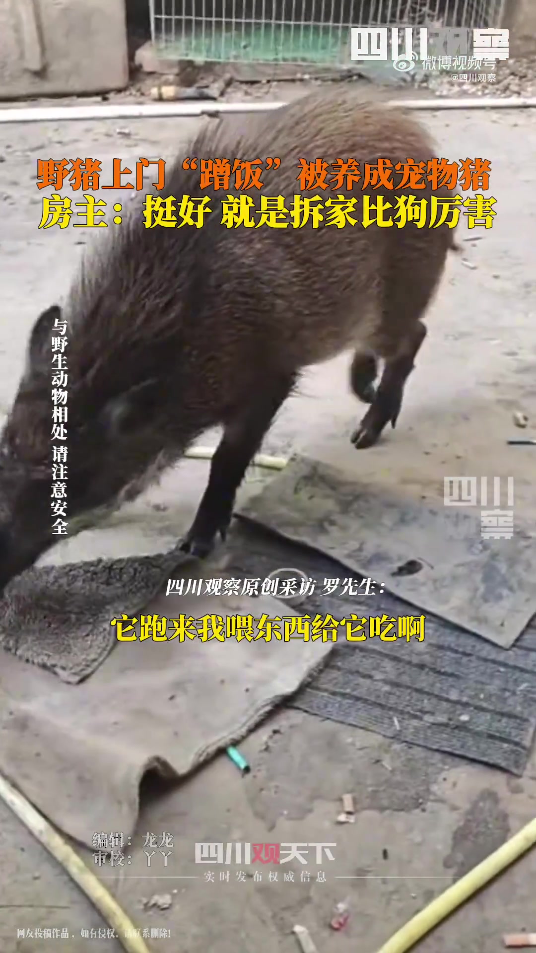 野猪上门蹭饭被养成宠物猪