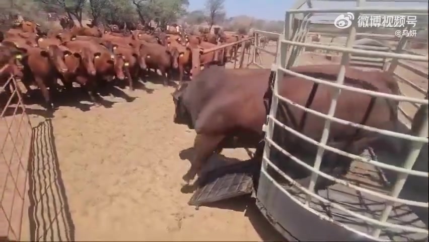 一头种公牛进入满是奶牛的农场