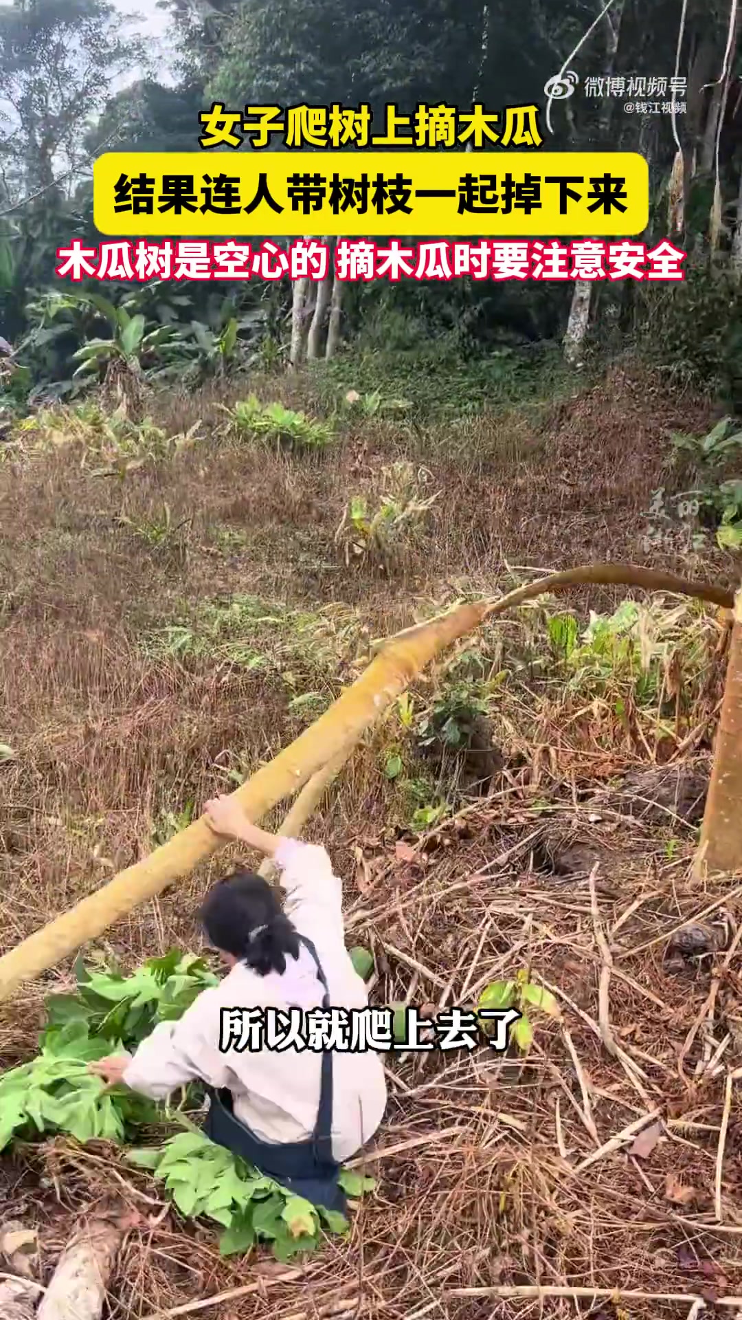 女子爬树摘木瓜连人带树枝掉下来，还好人没事！