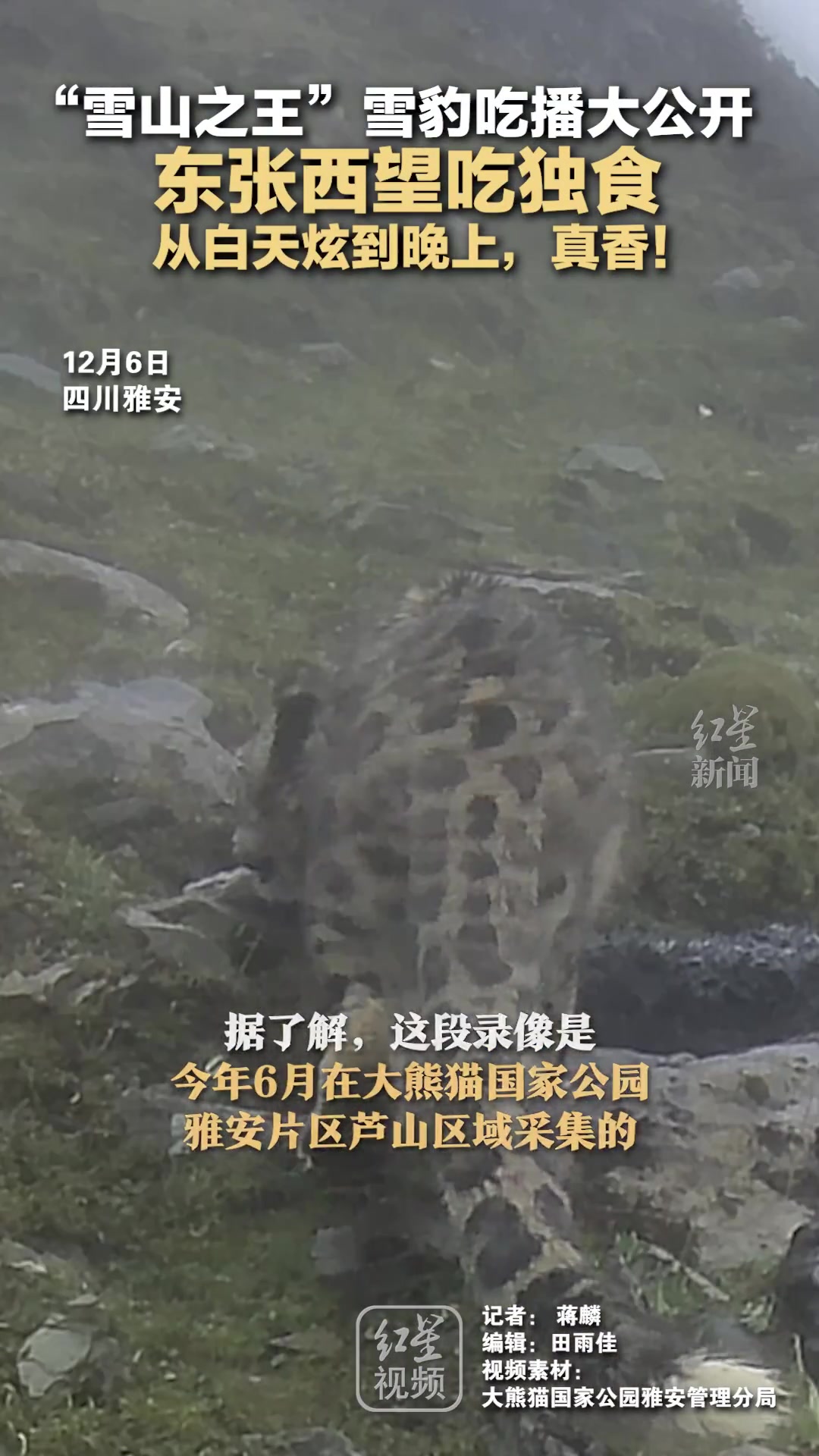 雪山之王雪豹现身四川雅安