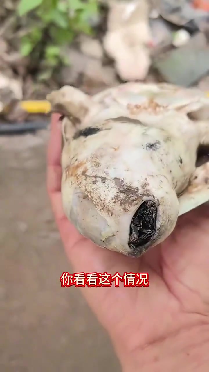 这吃螺丝还吃成貔恘了！