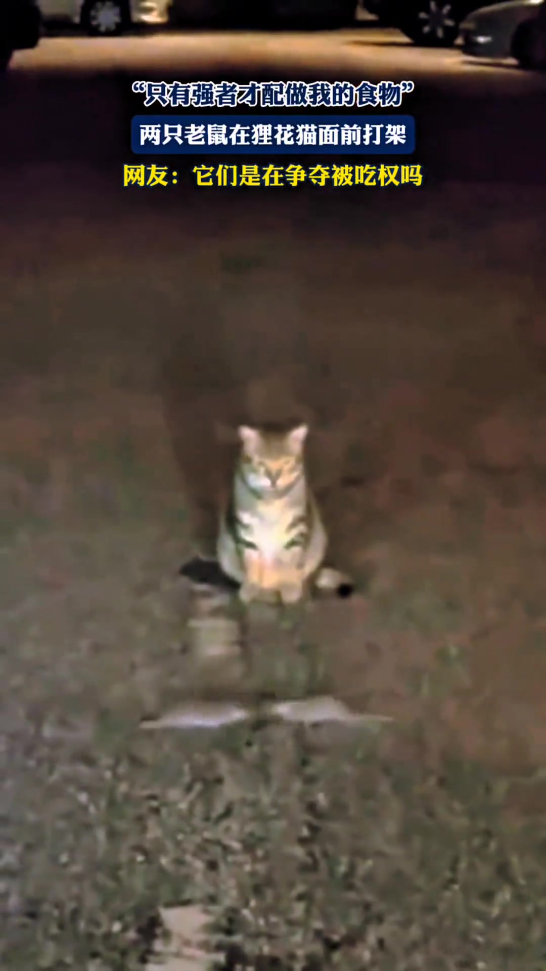 只有强者才配做我的食物”两只老鼠在狸花猫面前打架
