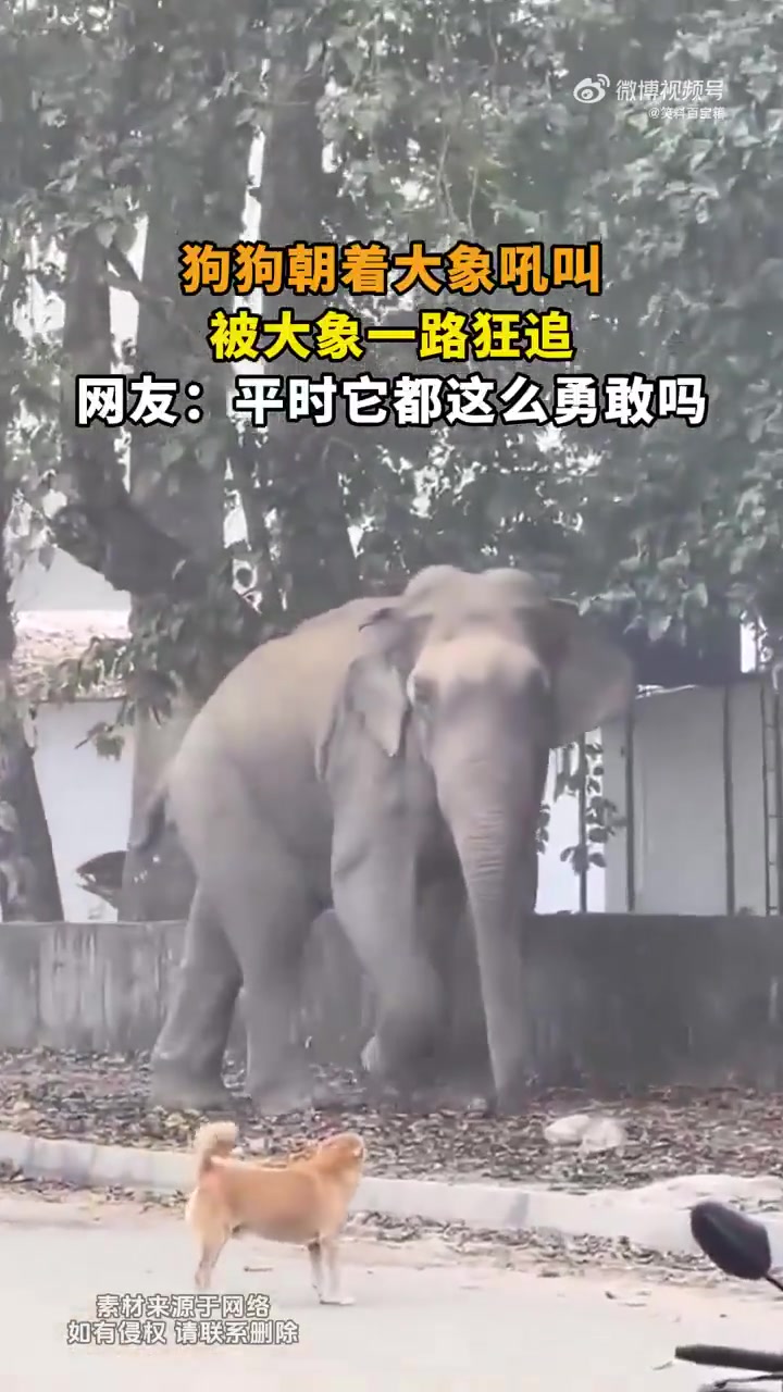 狗狗朝大象吼叫被追，网友：平时它都这么勇敢吗