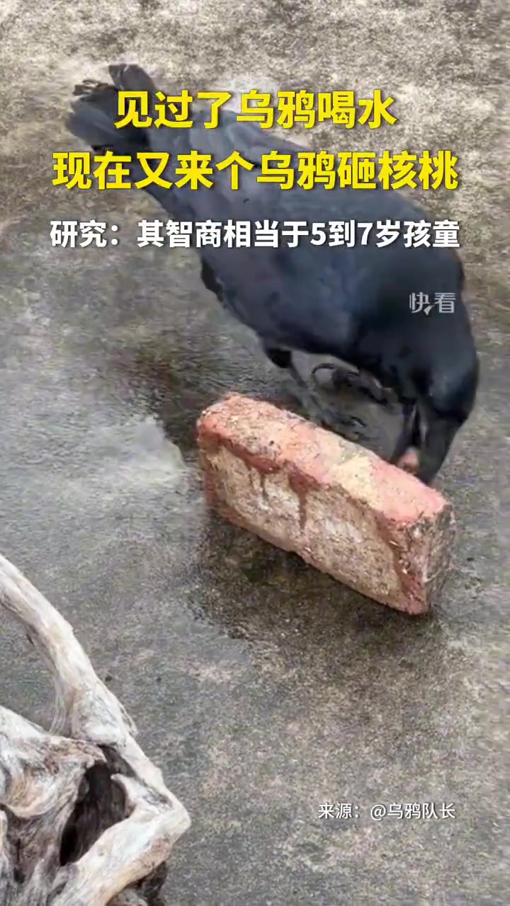 见过了乌鸦喝水现在又来了个乌鸦砸核桃