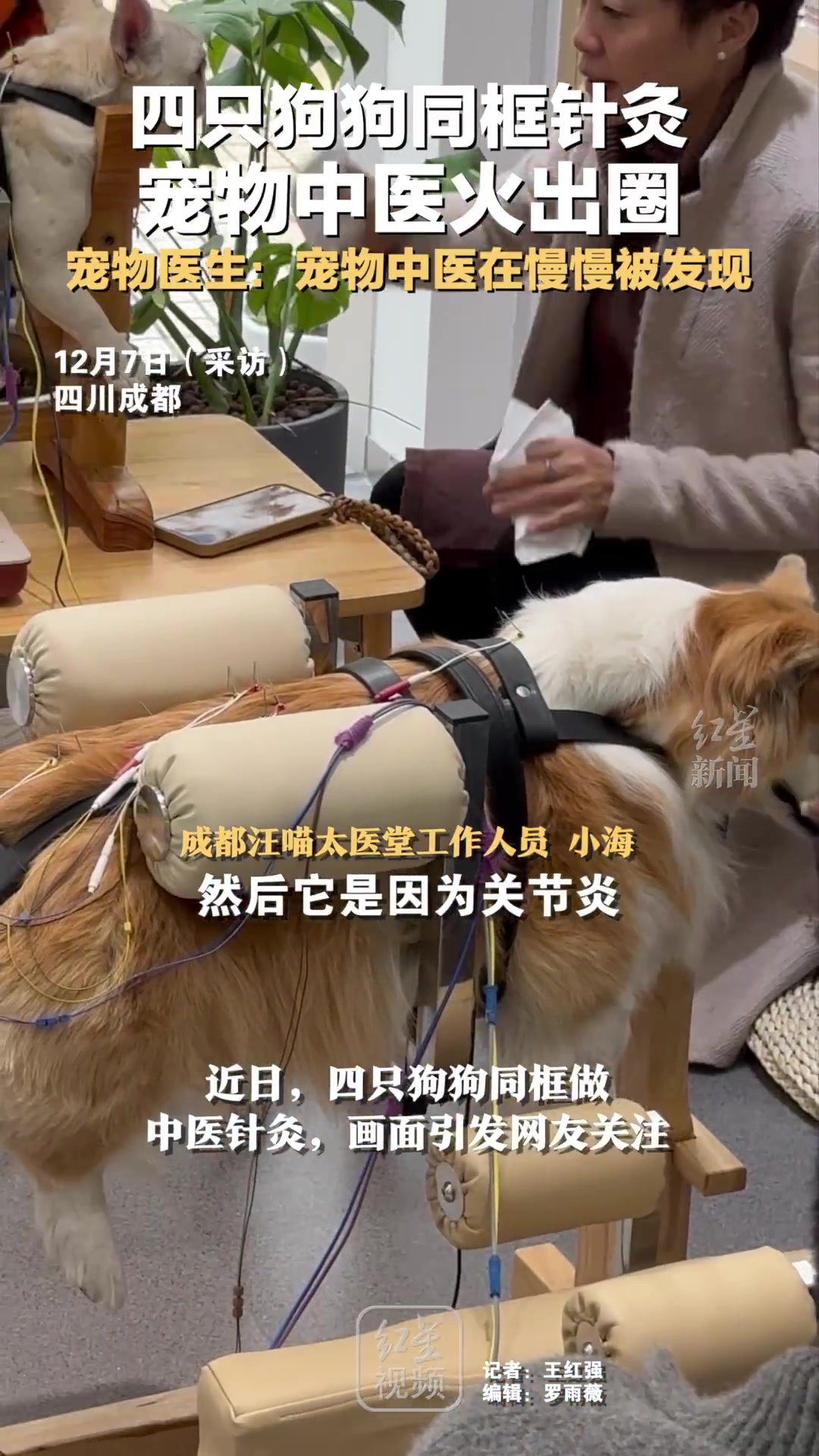 4只狗狗同框针灸宠物中医火出圈