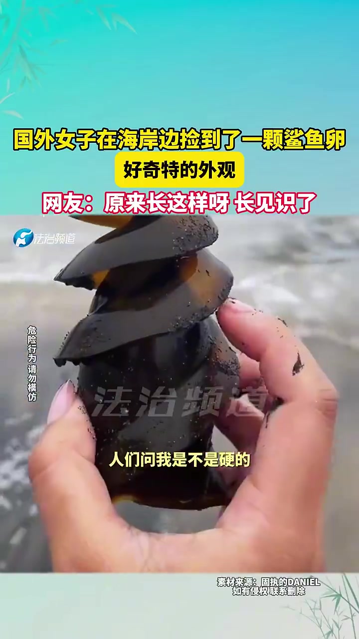 国外女子在海岸边捡到了一颗鲨鱼卵，好奇特的外观