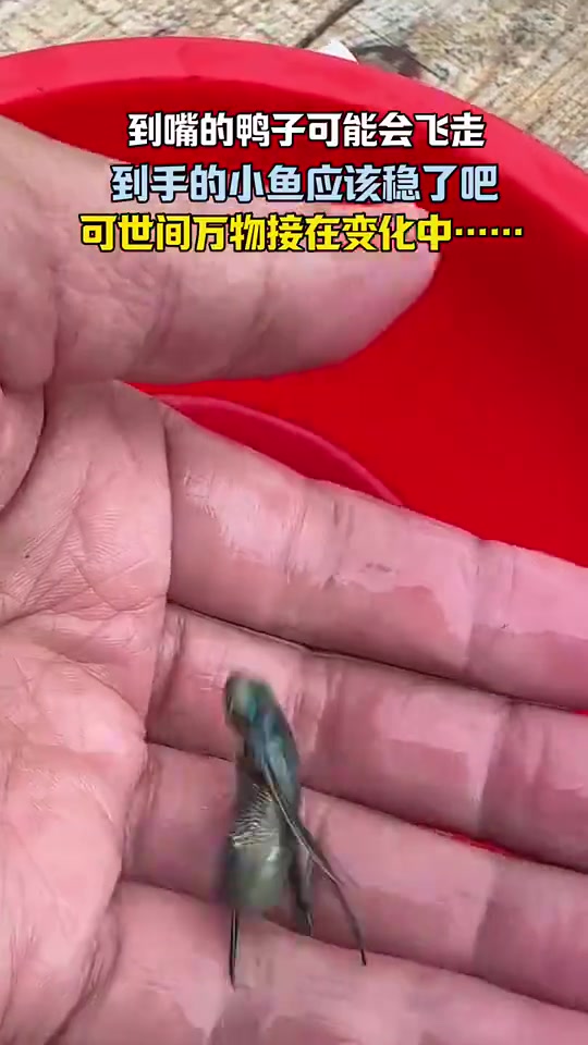 到嘴的鸭子可能会飞走到手的小鱼应该稳了吧