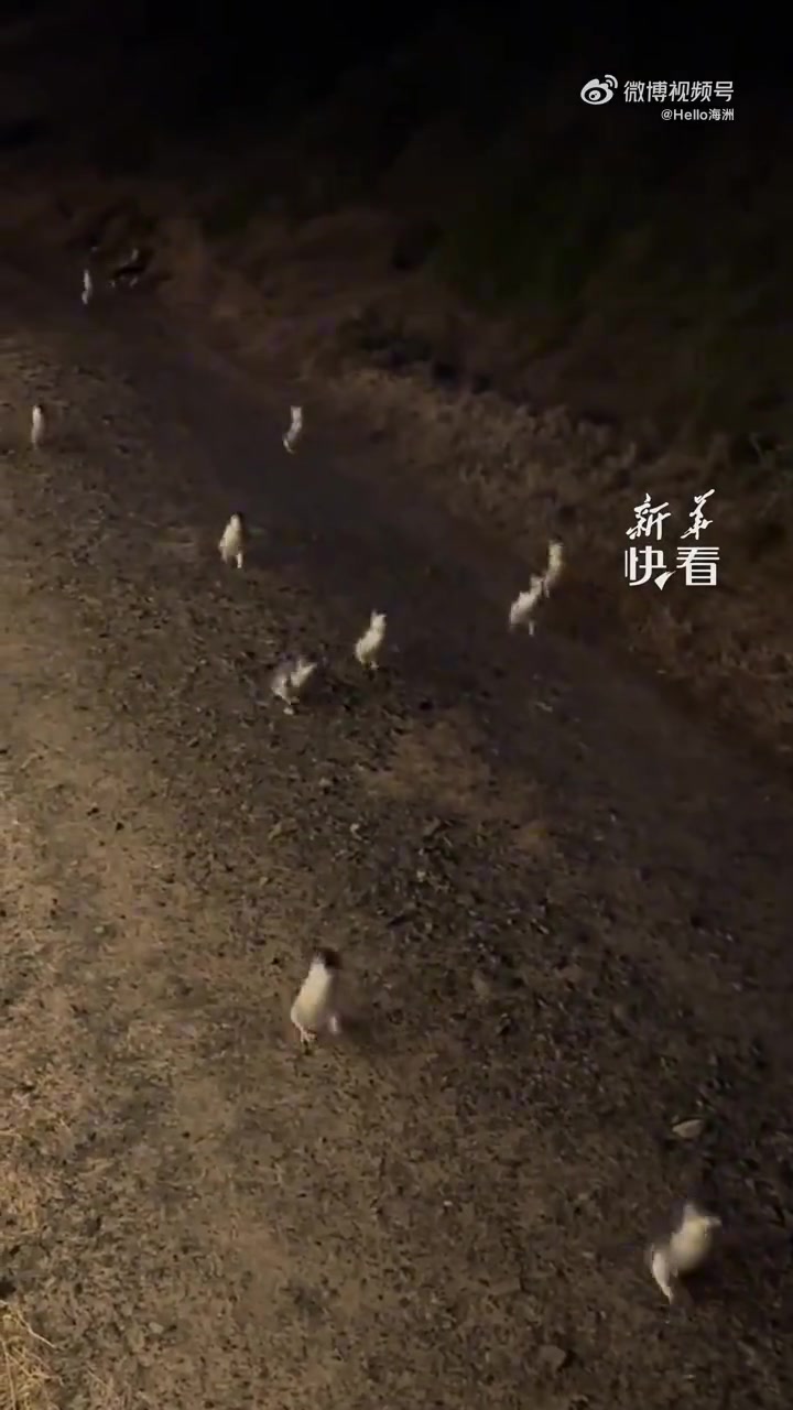 网友拍下企鹅们在太阳落山后，趁着夜色悄悄地回到自己巢穴的画面