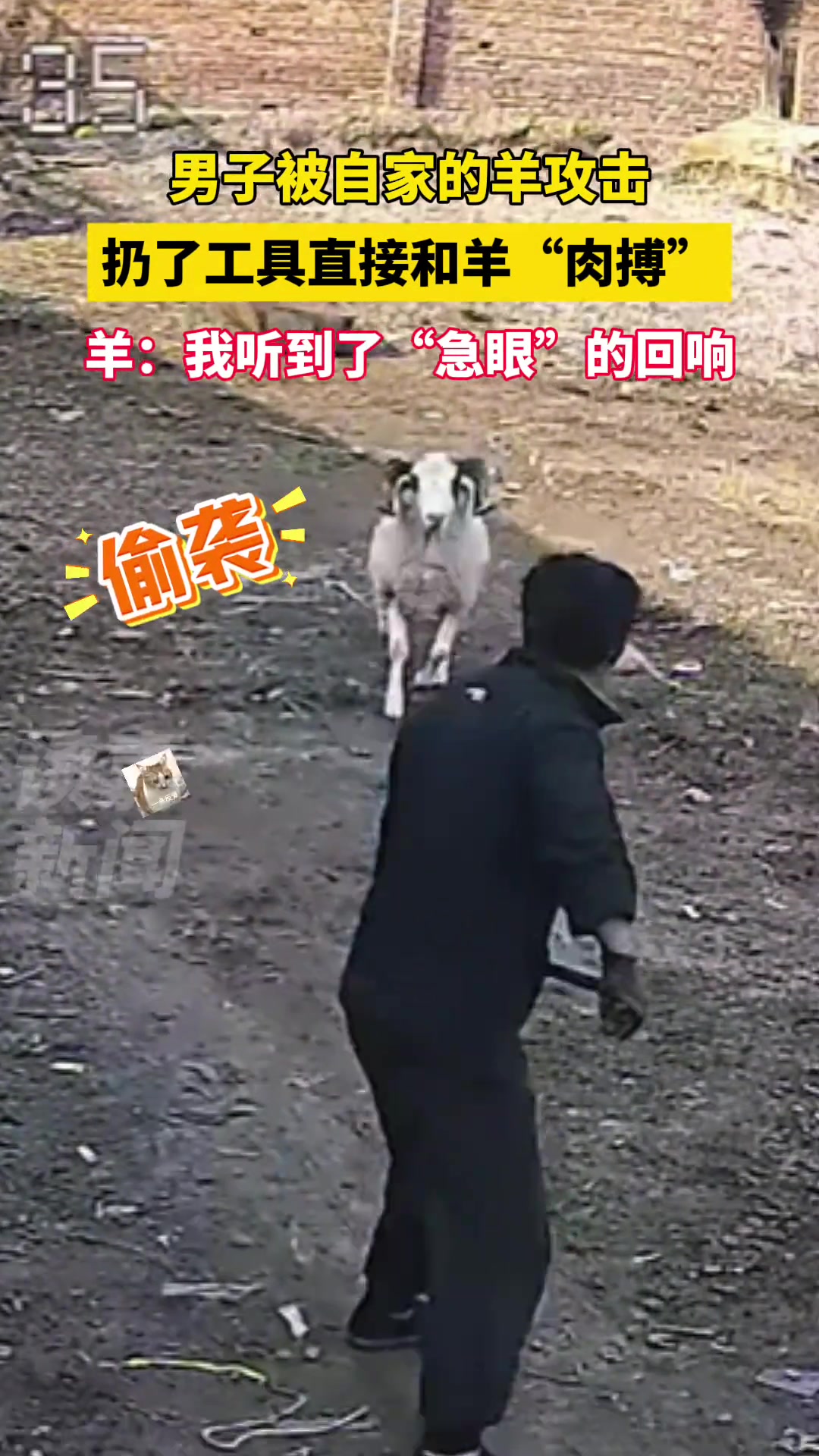 男子被自家的羊攻击，扔了工具直接跟羊“肉搏”