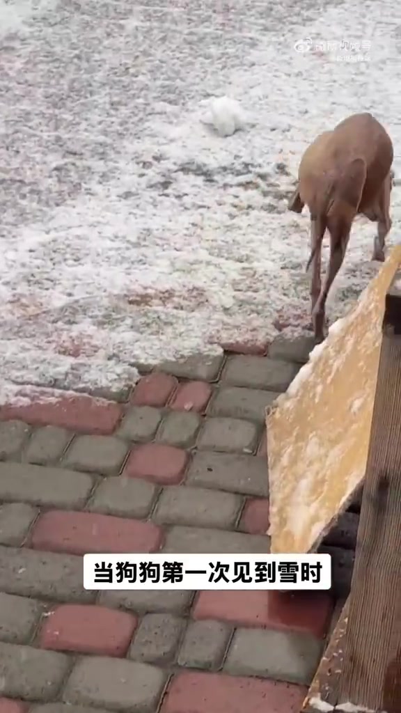 当狗狗第一次见到雪时的反应它有点慌张，甚至有些不知所措