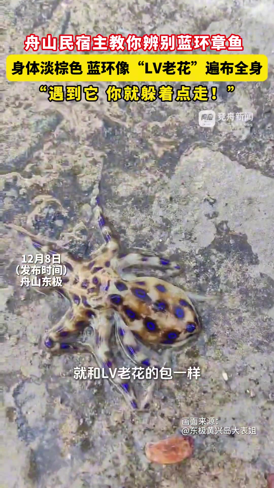 舟山民宿主教你辨别蓝环章鱼！