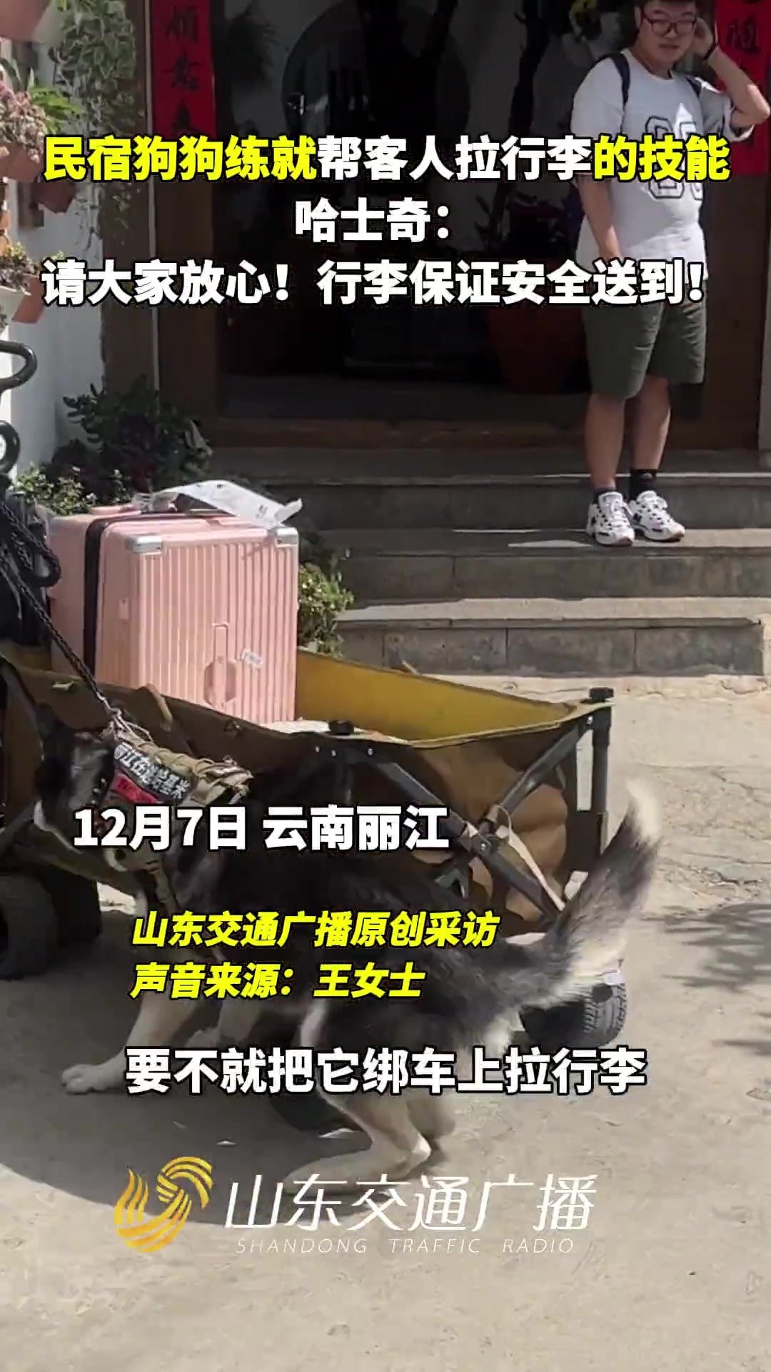 民宿狗狗练就帮客人拉行李的技能！