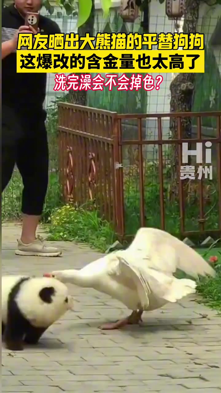 网友晒出大熊猫的平替狗狗，这爆改的含金量也太高了