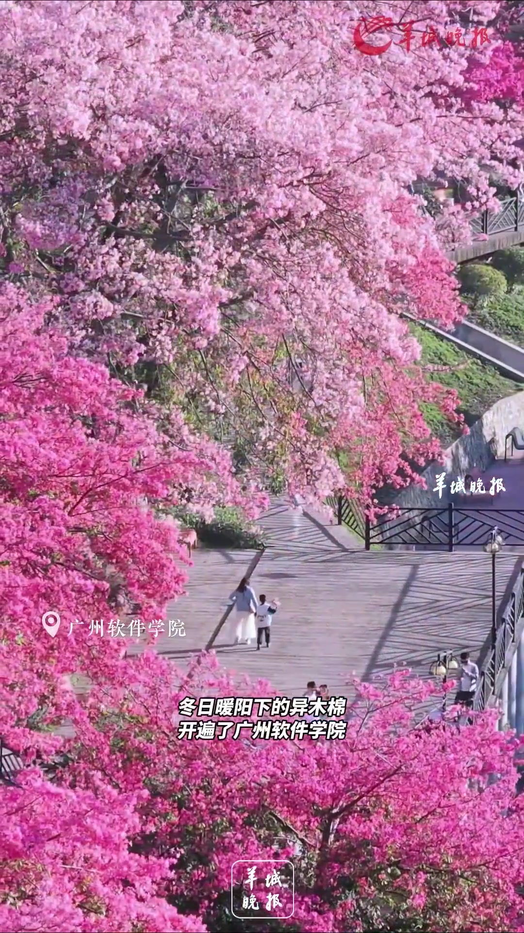 花开如瀑广州异木棉可能是国内天花板