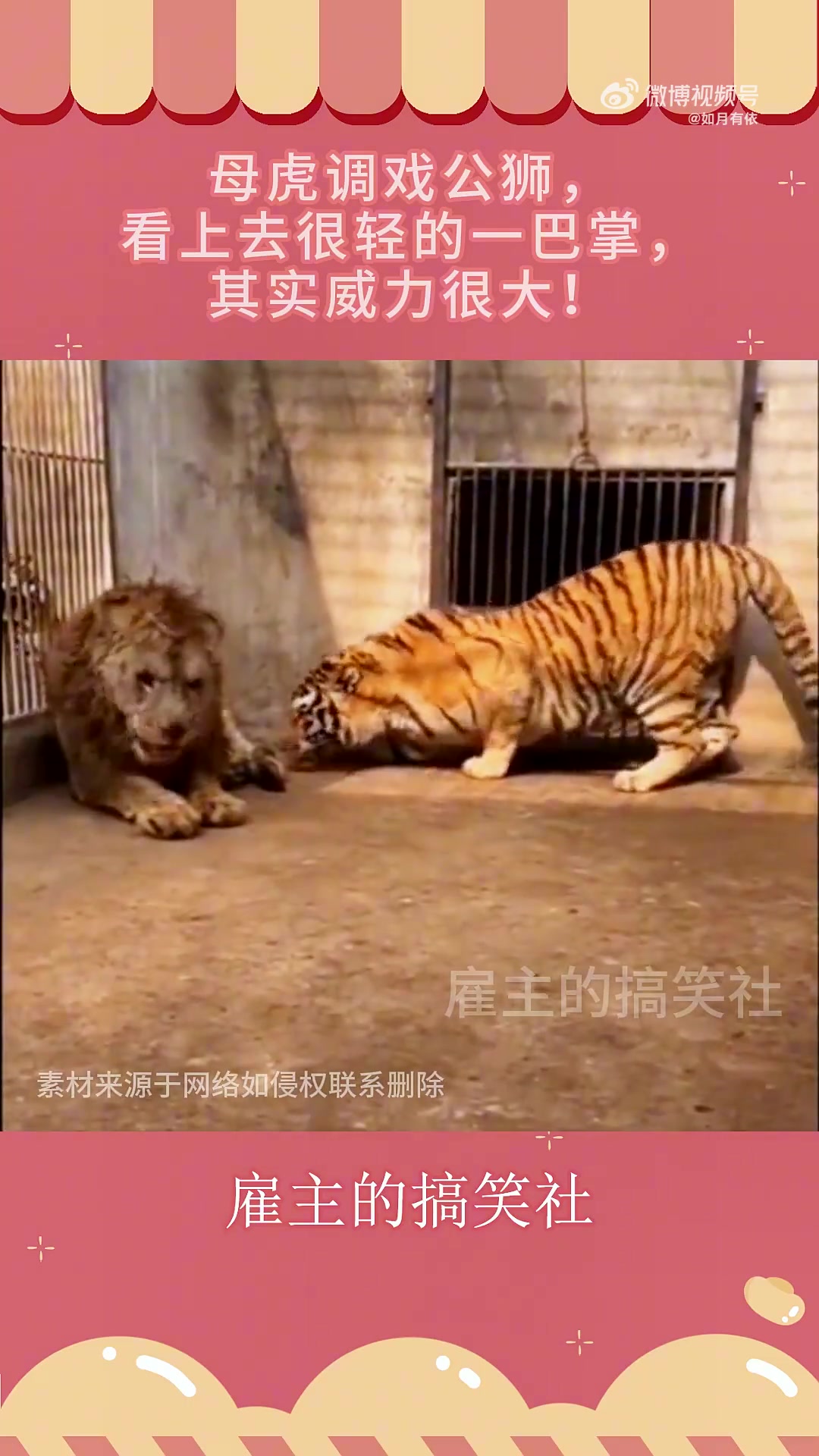 母虎调戏公狮，看上去很轻的一巴掌，其实威力很大！
