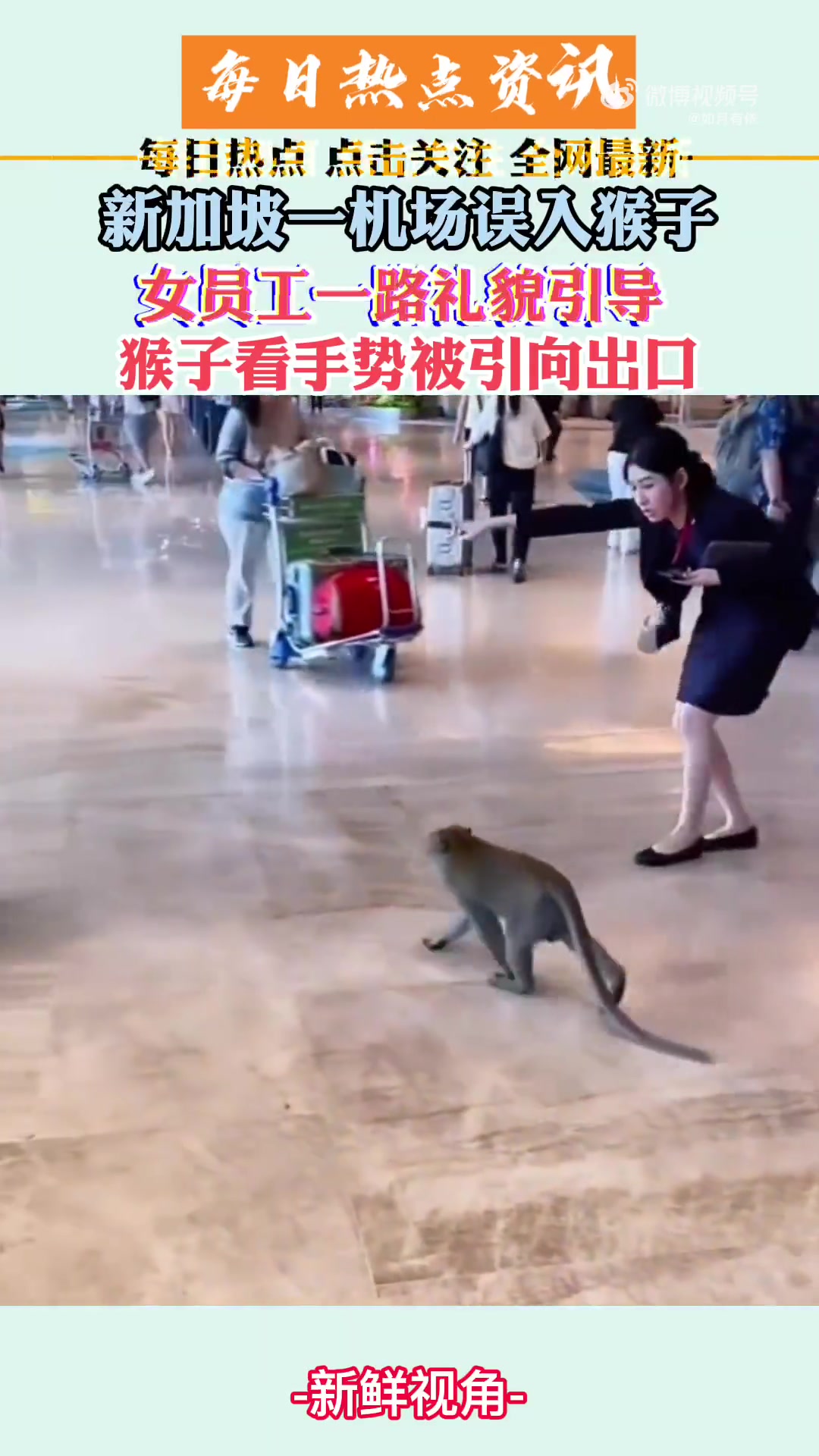 新加坡机场误入猴子：女员工一路礼貌引导猴子看手势被引向出口
