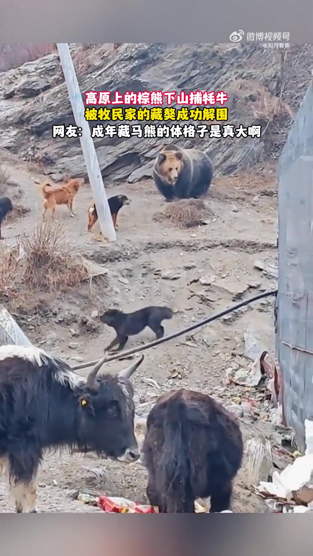 高原上的棕熊下山捕牦牛，被牧民家的藏獒成功解围